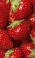 Fototapeta na flizelinie MS-2-0241 STRAWBERRY