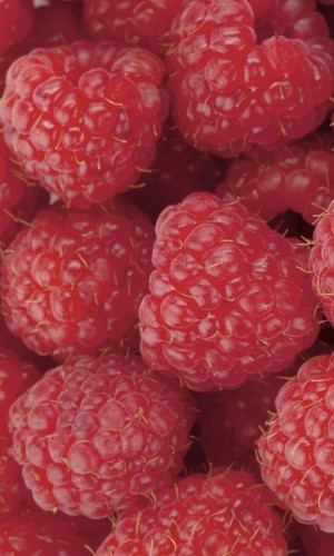 Fototapeta na flizelinie MS-2-0242 RASPBERRY