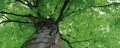 Fototapeta na flizelinie MP-2-0107 GREEN LEAVES