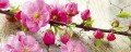 Fototapeta na flizelinie MP-2-0109 SAKURA