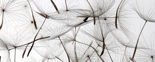 Fototapeta na flizelinie MP-2-0122 DANDELION SEEDS