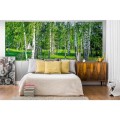 Fototapeta na flizelinie MP-2-0100 BIRCH GROW