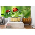 Fototapeta na flizelinie MP-2-0226 LADYBIRD