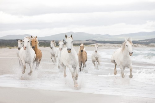 Fototapeta 8-986 White Horses