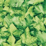 Okleina Meblowa 10195 / 55786 Venilia leaves szer 45 cm