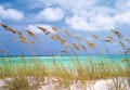 Fototapeta 8-515 Ocean Breeze  