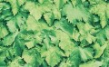 OKLEINA MEBLOWA GEKKOFIX 10765 LEAVES