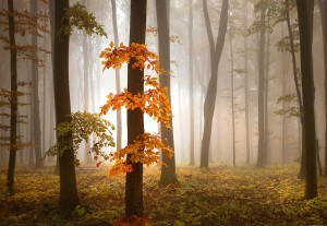 FotoTAPETA na flizelinie 5153-8 Foggy Autumn Forrest