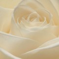 965a7620e5f418e22653391ea664b63a