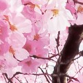 ca456c1566889df29d4efc99df315c95