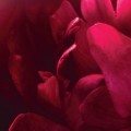 0453d3b56825074d864eceb0ea50b641