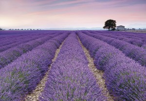 Fototapeta na Flizelinie X8-036 Provence