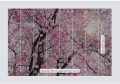Fototapeta na Flizelinie X8-046 Bloom