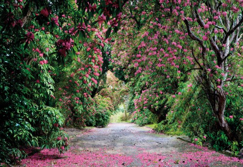 Fototapeta 8-985 Wicklow Park