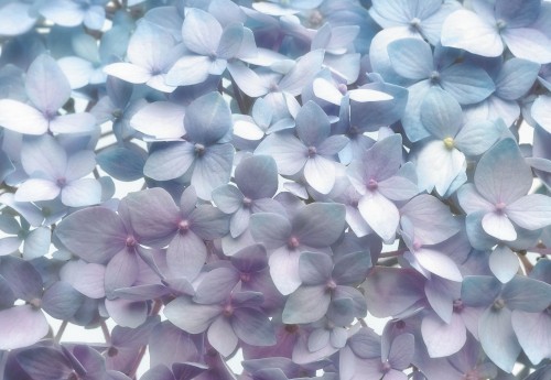 Fototapeta 8-961 Light Blue 