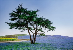 FotoTAPETA na flizelinie 5034-8 Tree in Blue Flower Field in Japan