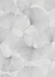 TAPETA 10470-31 ELYSIUM
