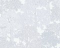 Tapeta Floral Impression 37753-6