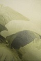 Mural fototapeta 22035-07-02 Mystify - Big Pictures / DY9131-07-02 Jungle Veil - ZOOM 2