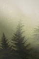 Mural fototapeta 22026-07-01 Dawn - Big Pictures / DY9122-07-01 Silent Woods - ZOOM 2