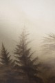 Mural fototapeta 22025-07-02 Dawn - Big Pictures / DY9121-07-02 Silent Woods - ZOOM 2