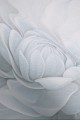 Mural fototapeta 22017-07-02 Pale Beauty - Big Pictures / DY9114-07-02 Frosted Beauty - ZOOM 2