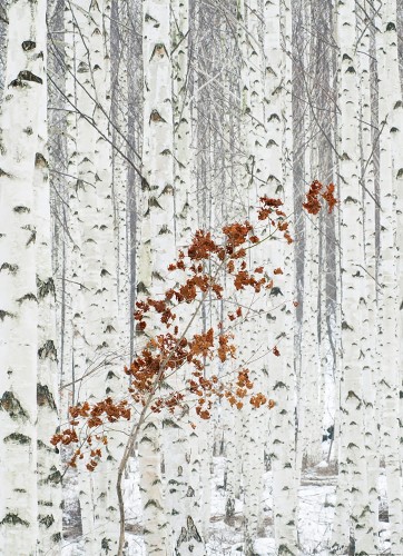 Fototapeta na flizelinie 5104-2V-1 White Birch Forest