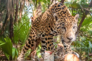 Fototapeta na Flizelinie MS-5-0581 Jaguar w dżungli 375 x 250 cm