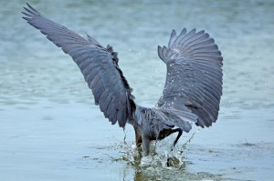Fototapeta na Flizelinie MS-5-0418 Red Heron 375 x 250 cm
