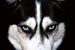 Fototapeta na Flizelinie MS-5-0426 Husky 375 x 250 cm