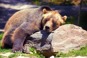 Fototapeta na Flizelinie MS-5-0434 Śpiący niedźwiedź grizzly 375 x 250 cm