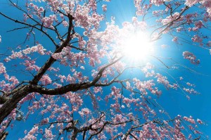 Fototapeta na flizelinie MS-5-1843 Kwitnące drzewo 375 x 250 cm