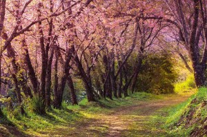 Fototapeta na flizelinie MS-5-1858 Różowa sakura 375 x 250 cm