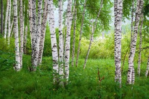 Fototapeta na flizelinie MS-5-1895 Birch Grove IV. 375 x 250 cm