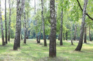 Fototapeta na flizelinie MS-5-1912 Birch Grove VI. 375 x 250 cm