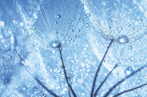 Fototapeta na Flizelinie MS-5-1324 Dandelion detal 375 x 250 cm