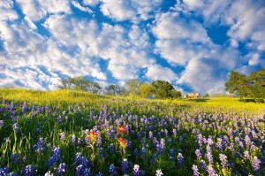 Fototapeta na Flizelinie MS-5-1330 Bluebonnet 375 x 250 cm