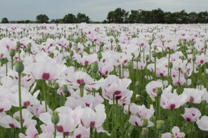 Fototapeta na Flizelinie MS-5-1346 Poppy 375 x 250 cm