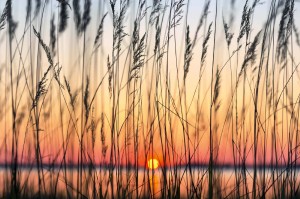 Fototapeta na Flizelinie MS-5-1363 Reeds 375 x 250 cm
