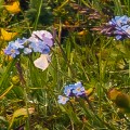 8-133-Morning-Walk_eciRGB_XL_A5.jpg