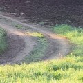 FotoTAPETA 8-134 Meadow Trail