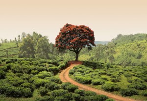 FotoTAPETA na flizelinie 5036-8 Red Tree and Hills in Sri Lanka