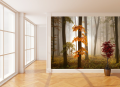 Fototapeta na flizelinie 5153-4V-1 Foggy Autumn Forrest ARANŻACJA