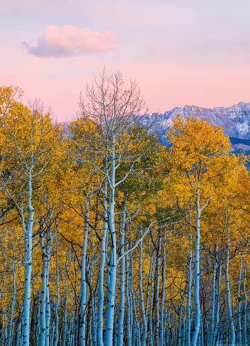 Fototapeta na flizelinie 5066-2V-1 Birches and Mountains