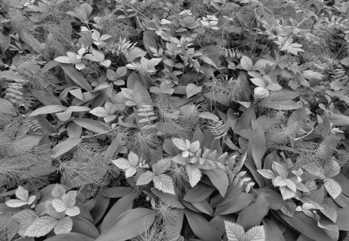 Fototapeta 8-914 Forest Floor