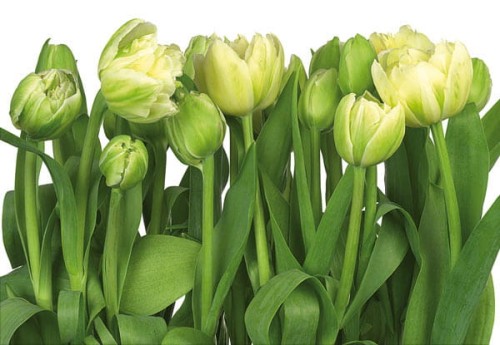 Fototapeta 8-900 Tulips  