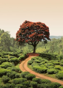 FotoTAPETA na flizelinie 5036-4 Red Tree and Hills in Sri Lanka